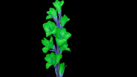 Flower, deep dark wallpaper