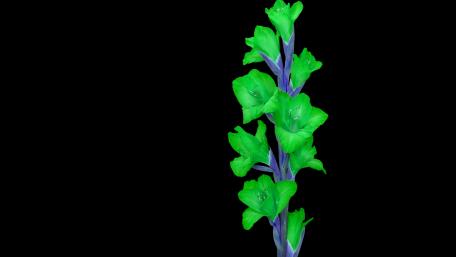 Abstract green flower in dark wallpaper