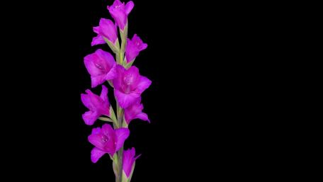 Natural colour, flower wallpaper
