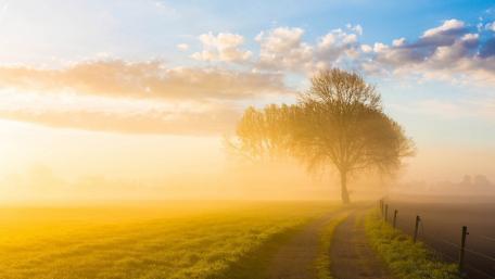 Serene Morning Mist Over Golden Fields wallpaper