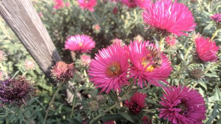 Vibrant Pink Blooms in Nature's Embrace wallpaper