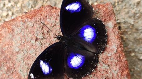 Blue moon butterfly wallpaper