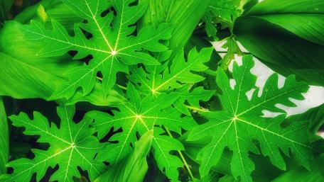 leaves wallpaper