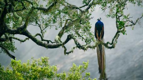 Peafowl wallpaper