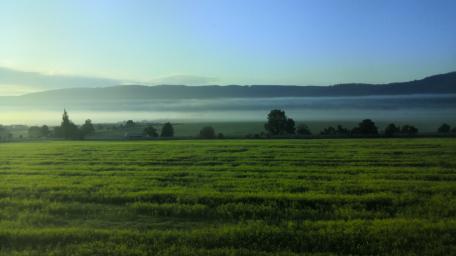 Green with touch of mist wallpaper