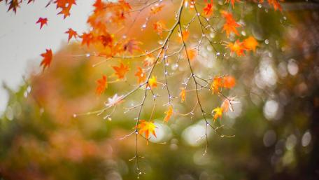 Autumn Whisper in the City wallpaper