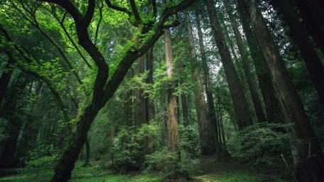 Enchanted Forest Serenity wallpaper