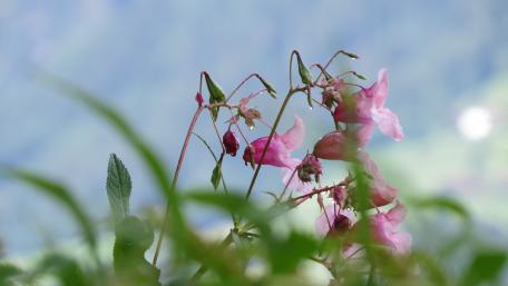 Flowers wallpaper