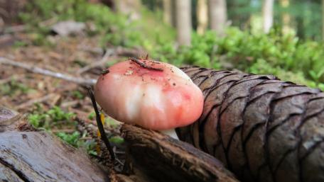 Mushroom and pinecone wallpaper