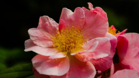 Delicate Pink Blossom Wallpaper wallpaper