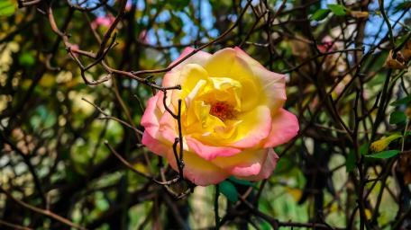 Blossoming Beauty in Nature's Embrace wallpaper