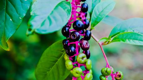 Vibrant Berries Amidst Lush Greenery wallpaper