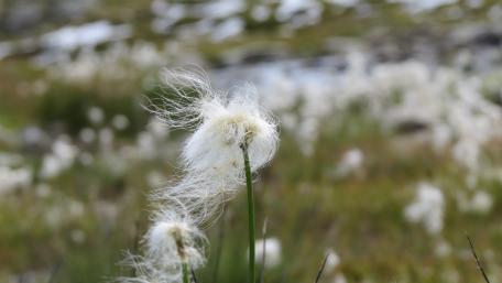 Cotton grass wallpaper