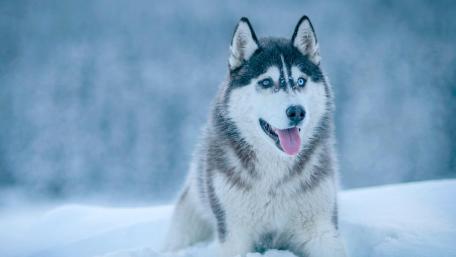 Siberian Husky Winter Majesty wallpaper