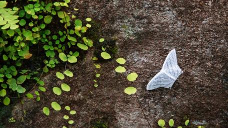 White Butterfly wallpaper