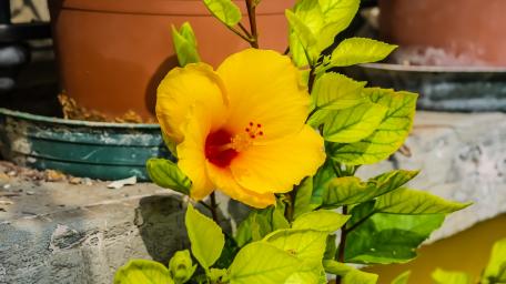 Bright Yellow Hibiscus in Bloom wallpaper