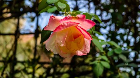 Vibrant Rose in Sunlit Garden Scene wallpaper