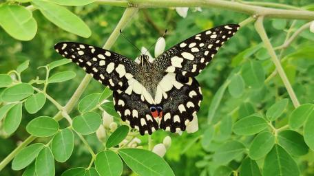 Enchanting Butterfly Amidst Lush Greens wallpaper
