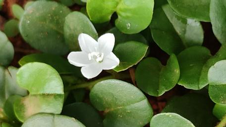 Delicate White Flower Amidst Green Leaves wallpaper