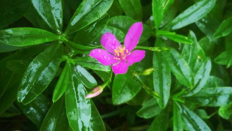 Vibrant Pink Flower Among Lush Green Leaves wallpaper