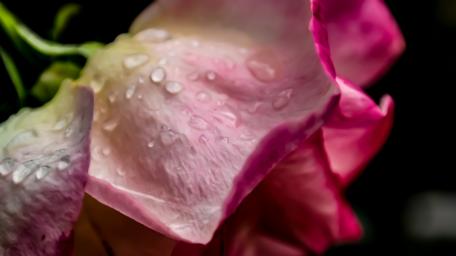 Delicate Petals Covered in Raindrops wallpaper