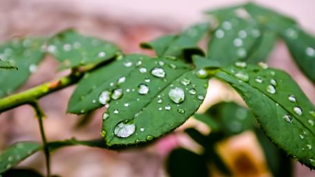 Glowing Drops on Green Leaves wallpaper