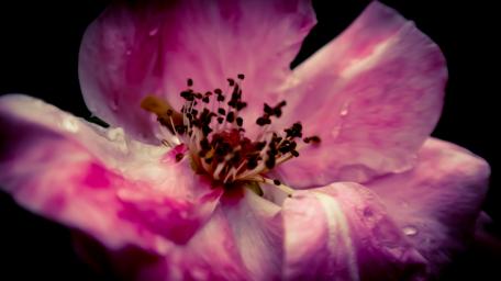 Delicate Pink Flower Blooming in Darkness wallpaper