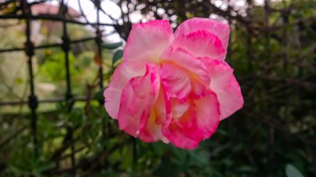 Blooming Beauty of Pink Roses wallpaper