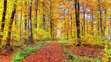 Golden Autumn Path in a Vibrant Forest Landscape wallpaper