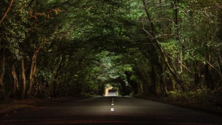 Mysterious Forest Roadway Scene wallpaper
