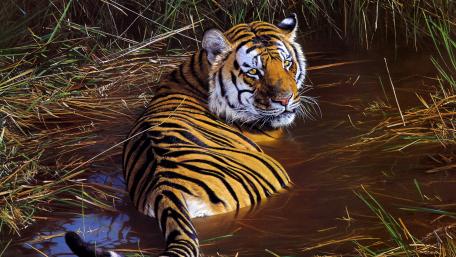 Majestic Tiger in Tranquil Waters wallpaper