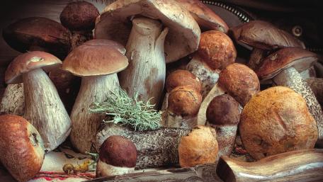 Mushroom Harvest Delightful Forest Treasures wallpaper