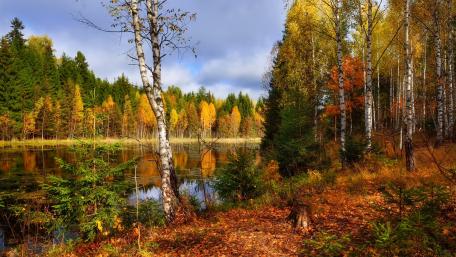 Autumn Serenity by the Bayou wallpaper