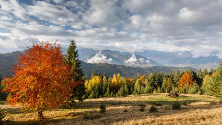 Autumn Splendor in the Mountains wallpaper