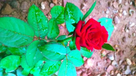 Vibrant Red Rose Amidst Green Leaves wallpaper