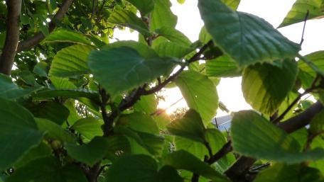 Eveningsun wallpaper