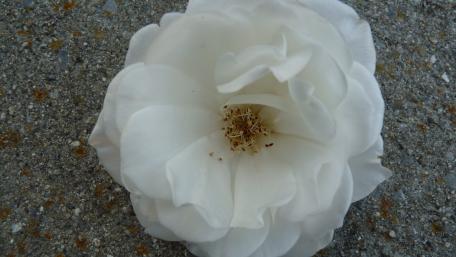 White Rose wallpaper