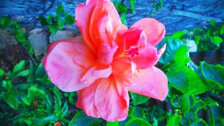 flower wallpaper