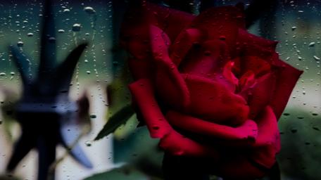 Mystical Red Rose in the Rain wallpaper