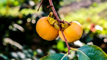 Golden Persimmons Hanging from a Branch in Nature Light wallpaper