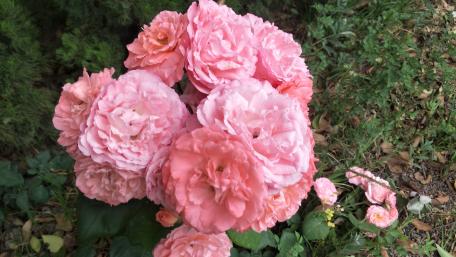 Blooming Pink Roses in Nature's Serenity wallpaper