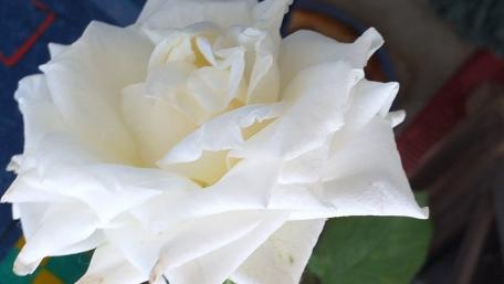 Weiße Rose 2019 wallpaper