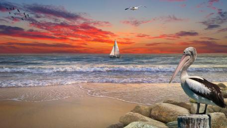 Serene Coastal Sunset with Pelican Viewpoint wallpaper