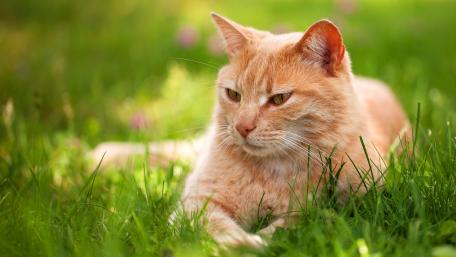 Golden Cat Relaxing in Lush Grassland wallpaper