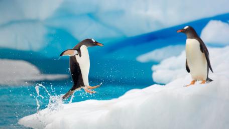 Playful Penguins on Iceberg Adventure wallpaper