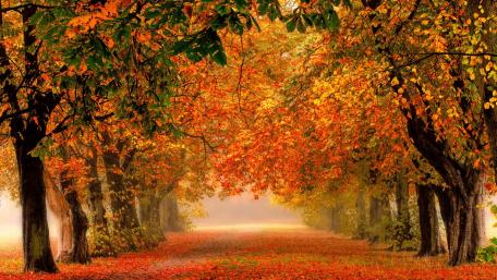 Autumn's Enchanting Pathway in the Forest wallpaper