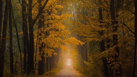 Golden Autumn Pathway Through the Trees wallpaper