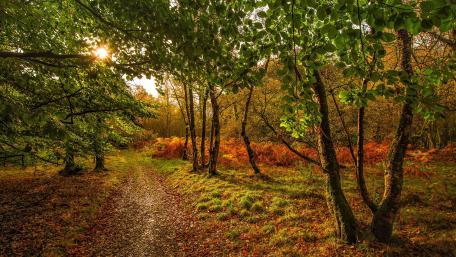 Serene Forest Pathway Amidst Autumn Colors wallpaper