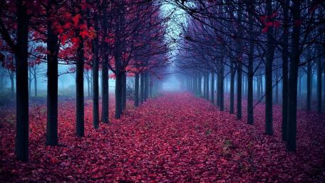 forest fall wallpaper