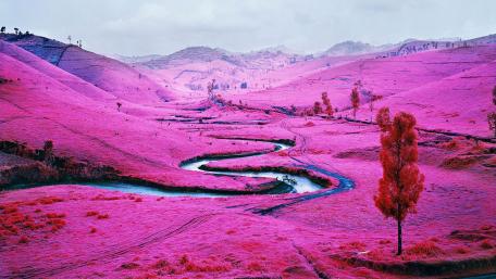 Pink Field wallpaper